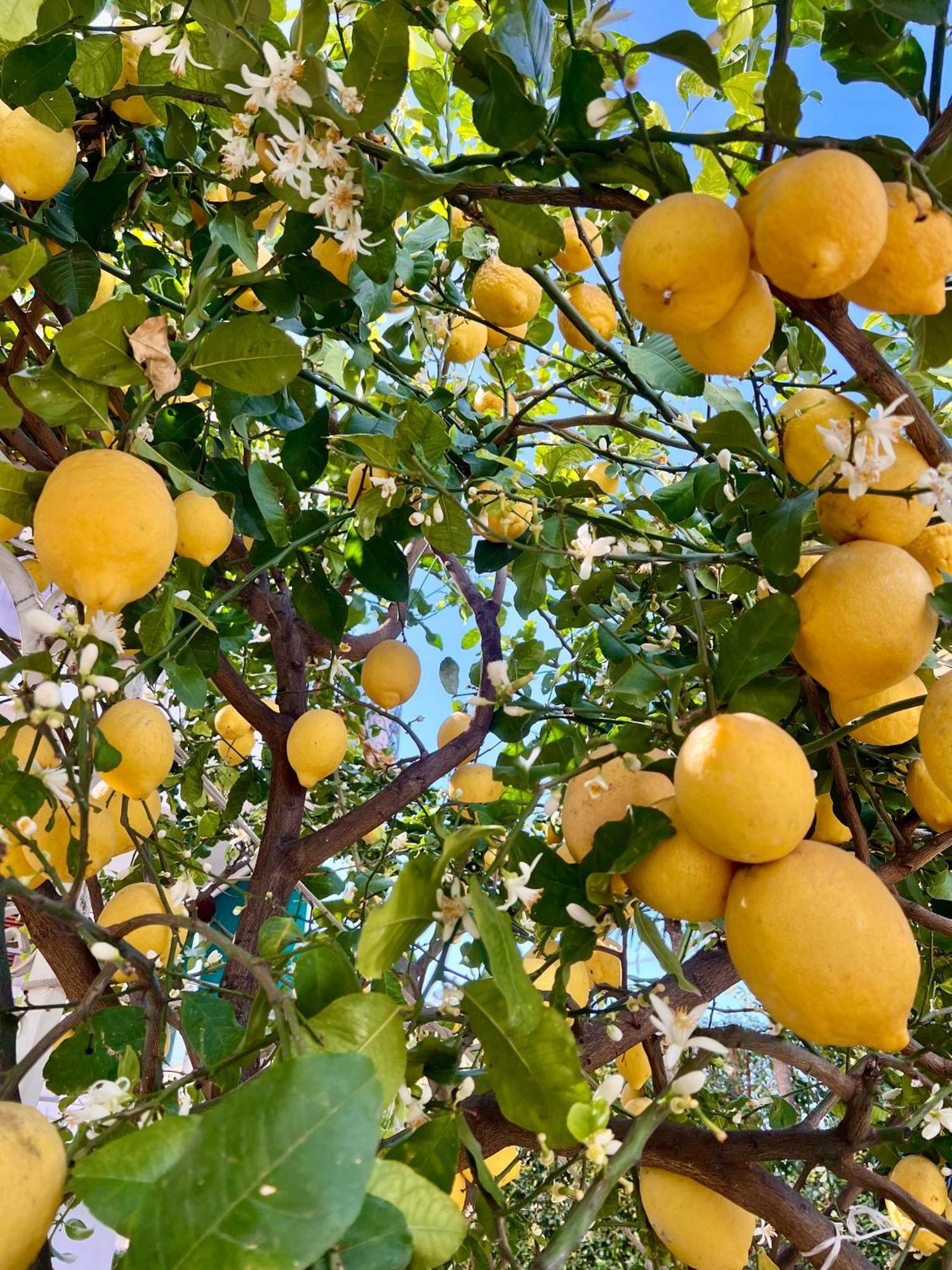 Villa Miriam Gragnano Dış mekan fotoğraf